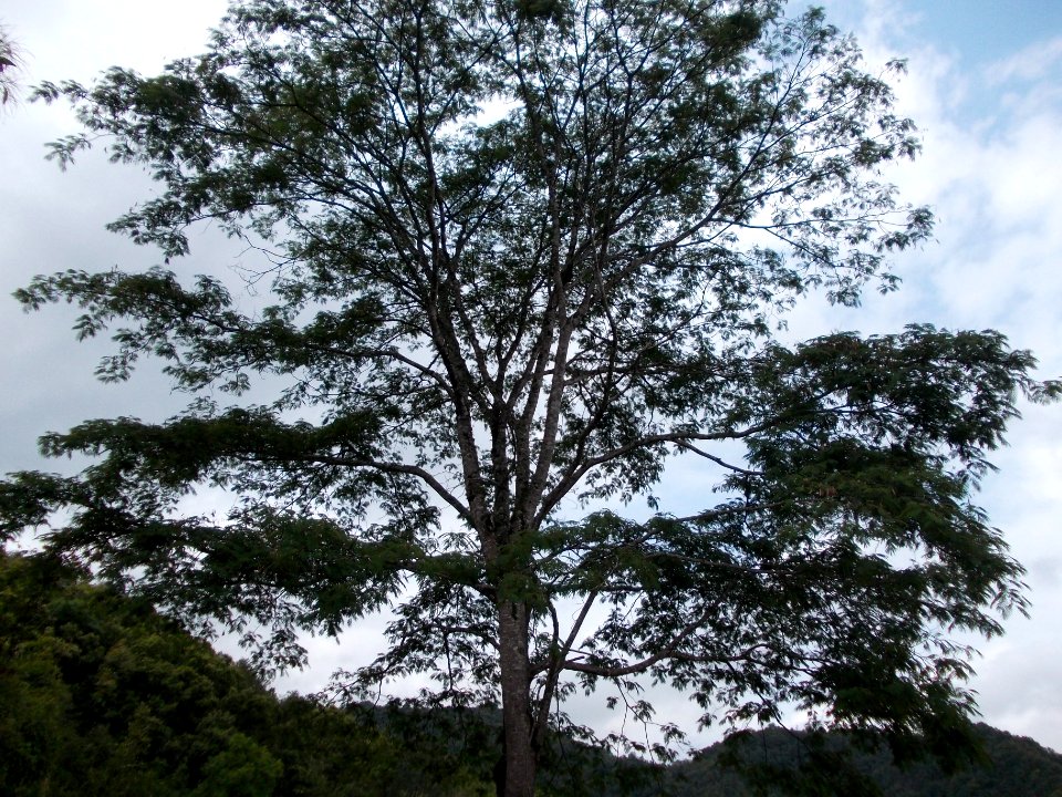 Taxus baccata, Chinese wild tree