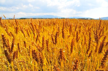 Wheat field wide barley photo