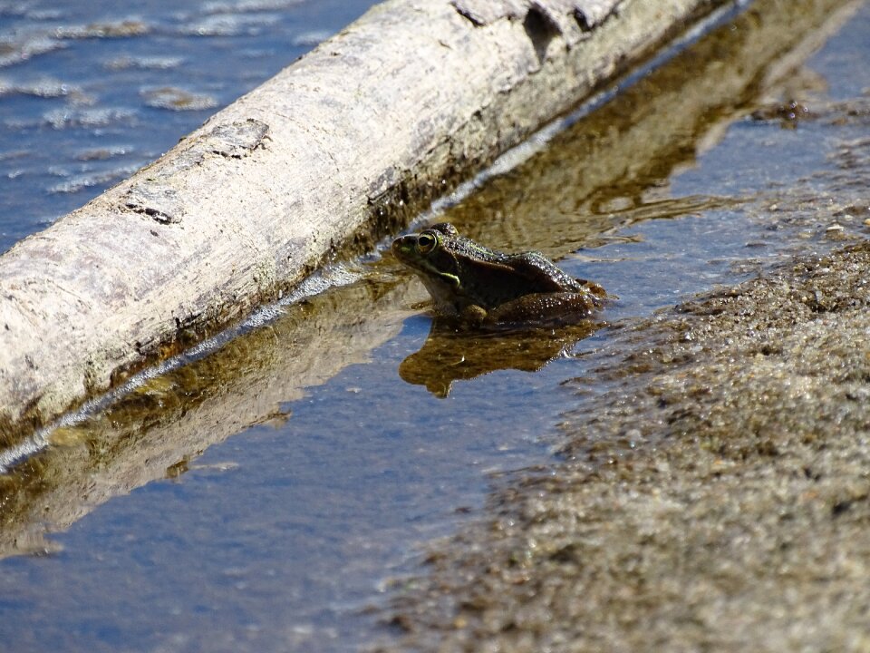 Frogs frogs in water frogs on the beach