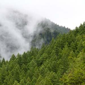 Nature forest fog
