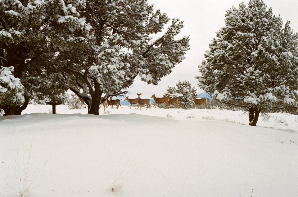 Winter cold trees photo