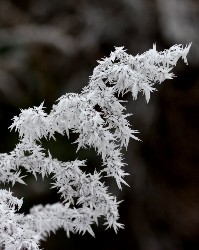 Rime white winter photo