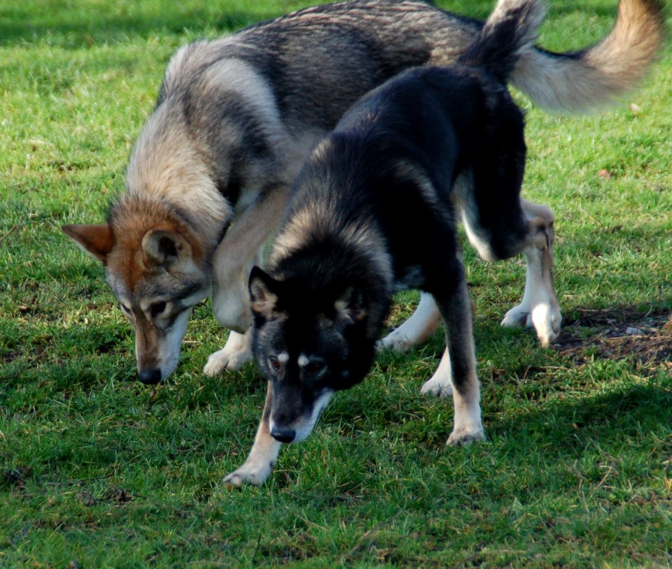 Timba+und+Dallas1
