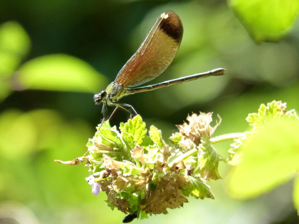 Calopteryx haemorrhoidalis dried plant greenery