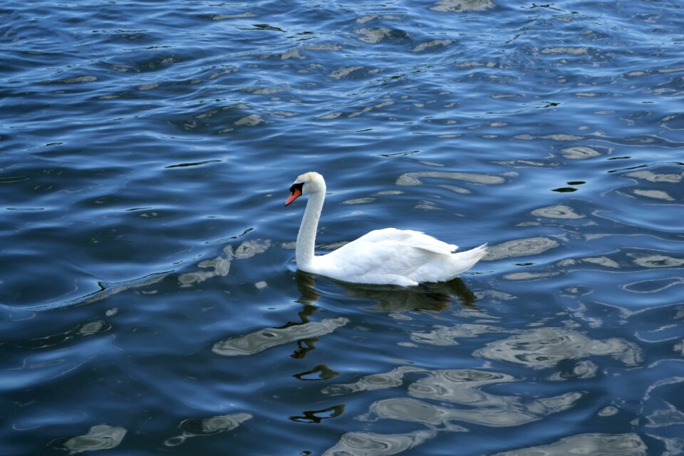 Peaceful white bird white