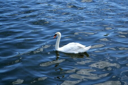 Peaceful white bird white