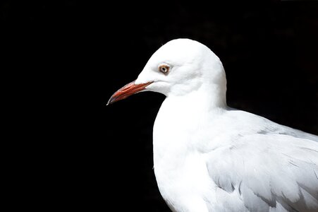 Seagull gull animal
