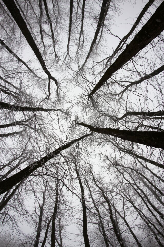 Trees twigs tall