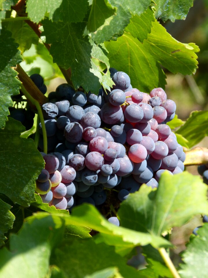 Vintage ripe grapes priorat