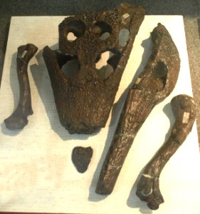 TomistomaPetrolica-PaleozoologicalMuseumOfChina-May23-08