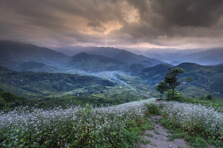 Buckwheat flower clouds - sky color images
