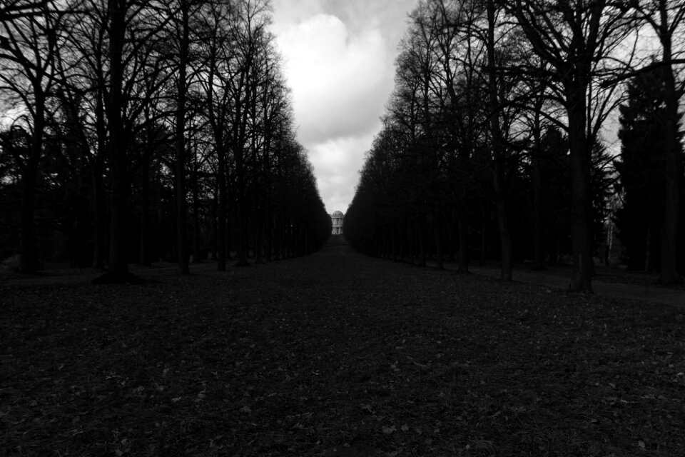 Trail trees gray path