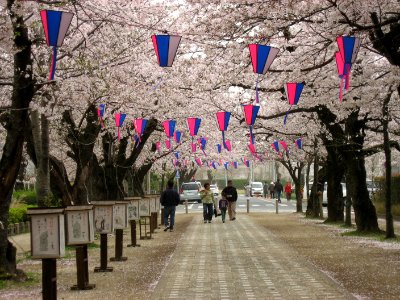 Toyokawa-shi Sakura 20070404 0543