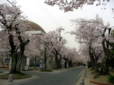 Toyokawa-shi Sakura 20070404 0548