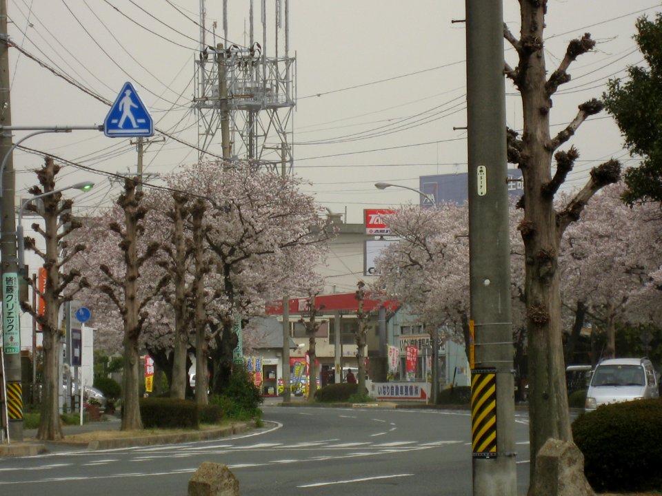 Toyokawa-shi Sakura 20070404 0571