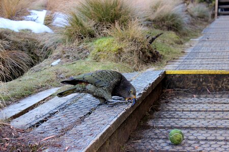 Bird new zealand highlands