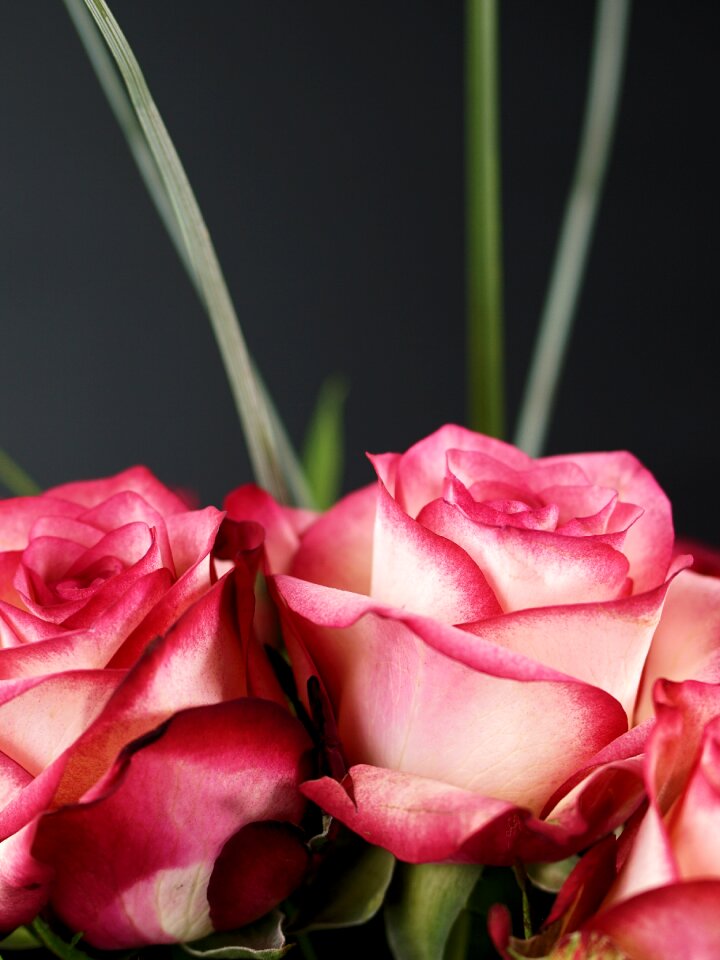 Blossom bloom rose bloom