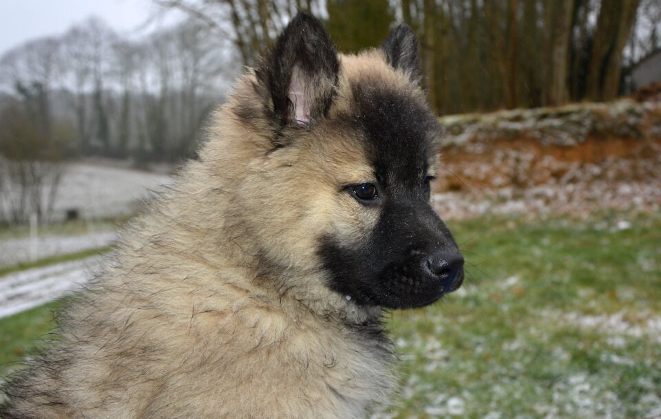 Eurasier bitch christmas canine