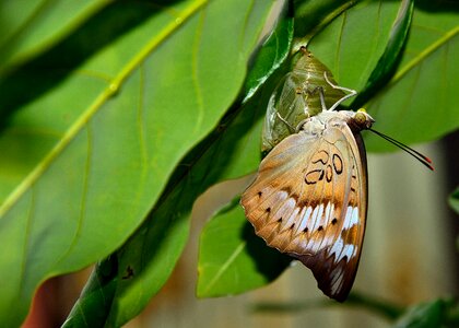 Butterfly invertebrate flora photo