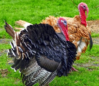 Truter meleagris gallopavo poultry