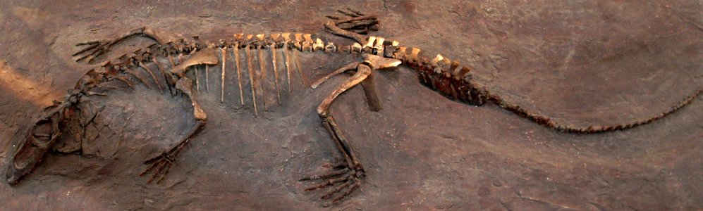 TurfanosuchusDabanensis-PaleozoologicalMuseumOfChina-May23-08