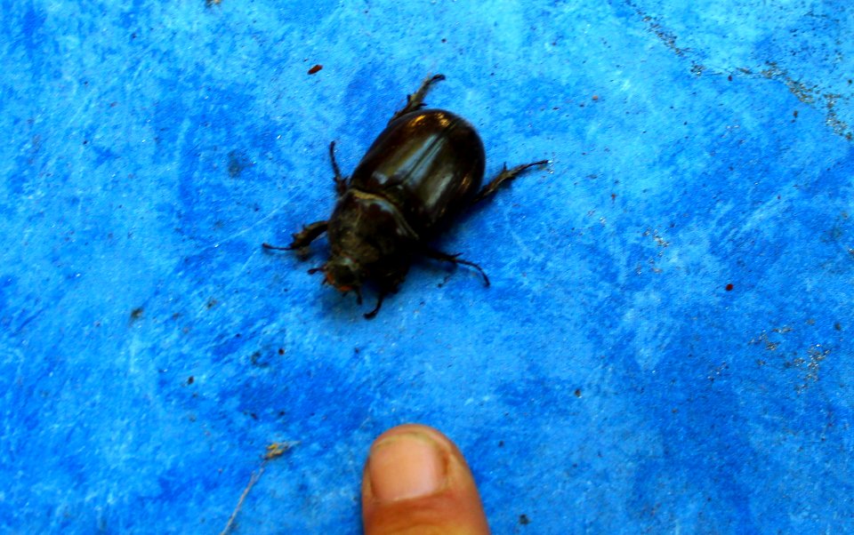 Unbek. Käfer