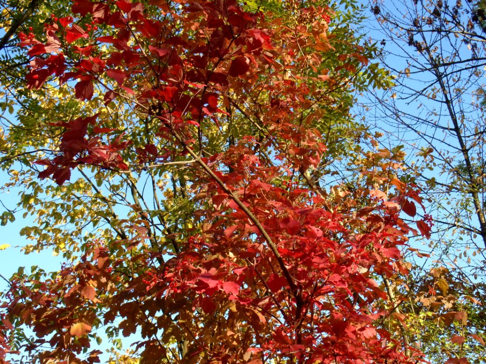 Unbekannterbaum