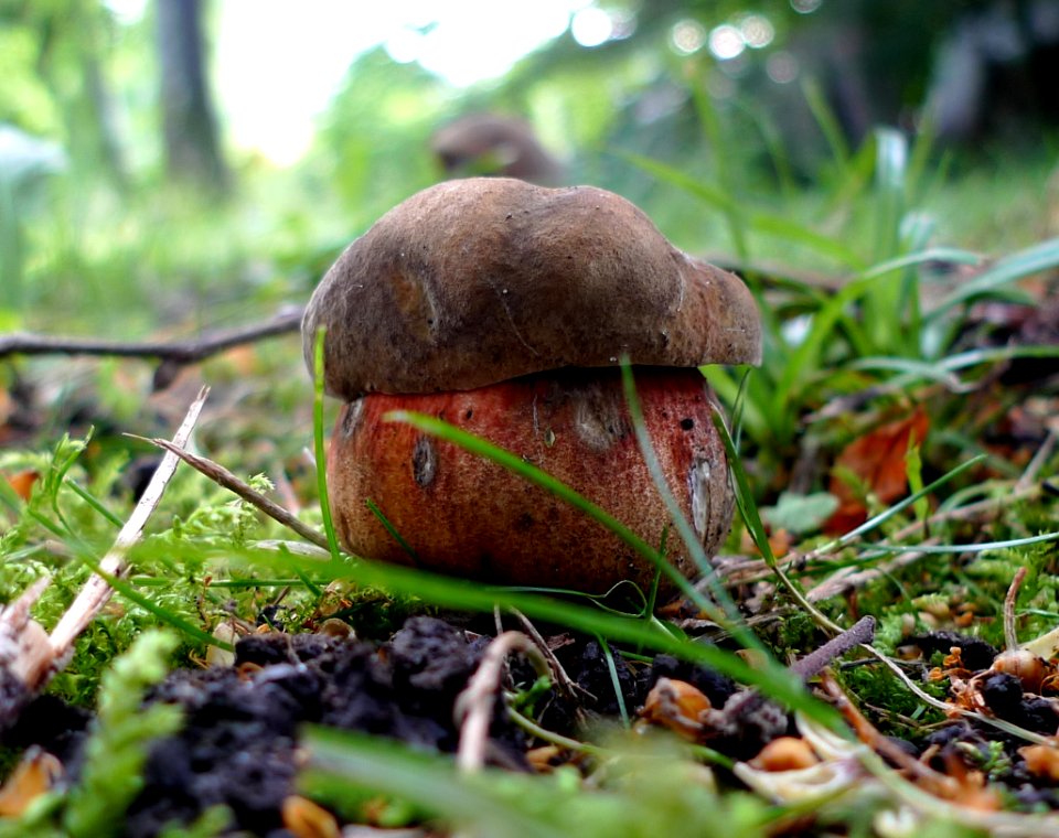 Unidentified boletus