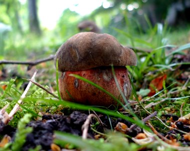 Unidentified boletus