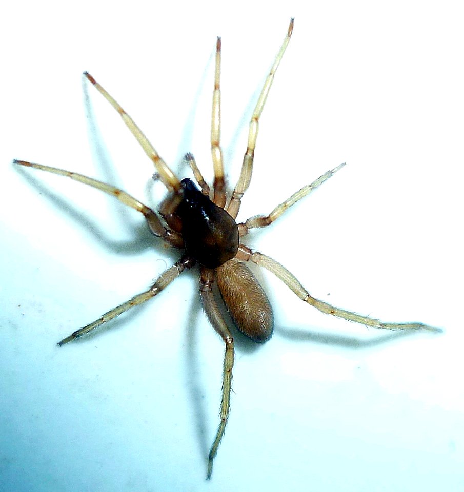 Unbekannte Spinne, 3
