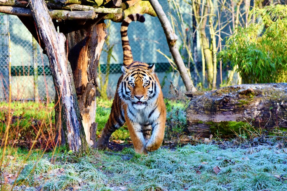 Wildcat tiger head tongue