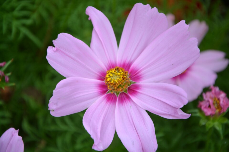 Bouquet flower garden plant