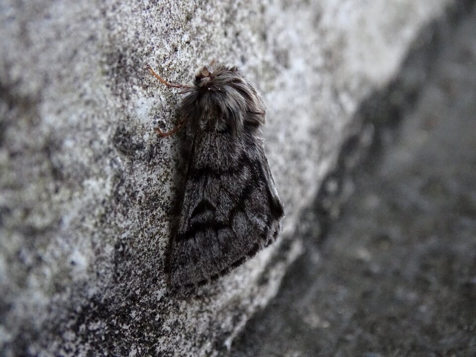 Moth winter unnoticed