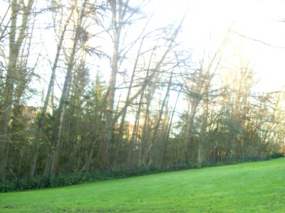 Waldstück Gorch-Fock-Straße in Glücksburg