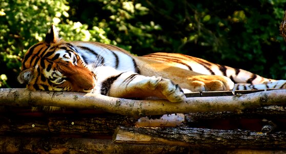 Beautiful dangerous big cat