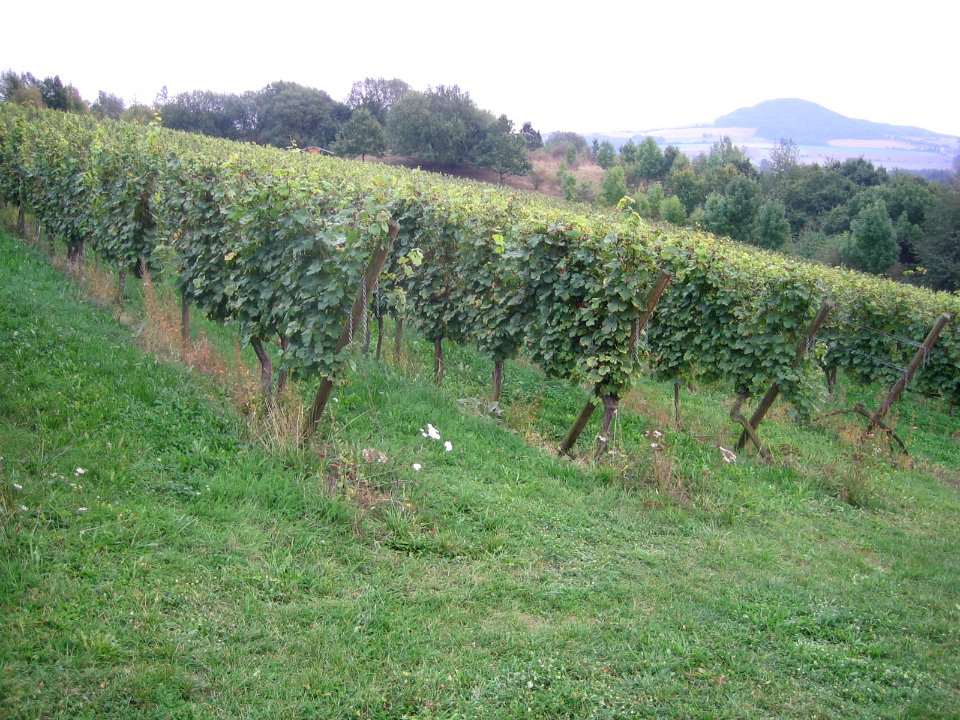 Weinberg Böddiger Berg
