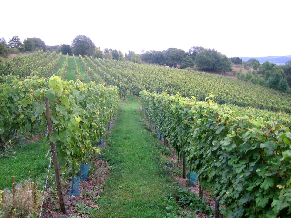 Weinberg Böddiger Berg 2
