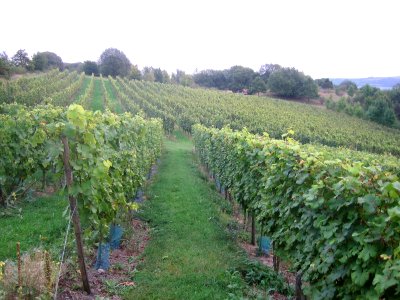 Weinberg Böddiger Berg 2