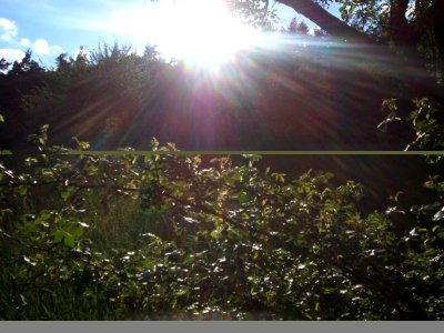 Wernborner.Wald