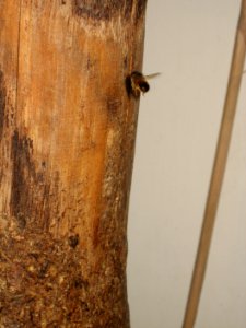 Wespe-Dortmund-IMG 8126 1