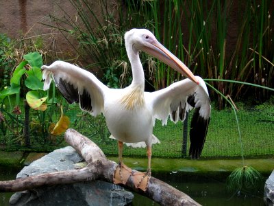 White Pelican, Pelecanus onocrotalus 2, JBP, Nov 06 photo