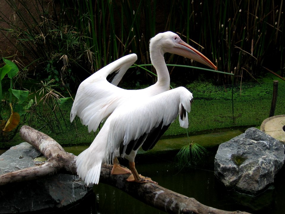 White Pelican, Pelecanus onocrotalus 3, JBP, Nov 06