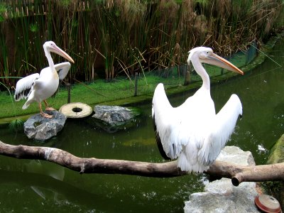 White Pelican, Pelecanus onocrotalus, JBP, Nov 06