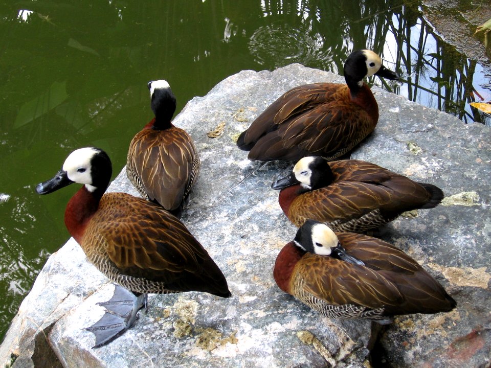 White-faced Whistling Duck, Dendrocygna viduata 4, JBP, Nov 06