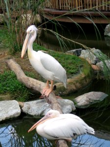 White Pelican, Pelecanus onocrotalus 5, JBP, Nov 06