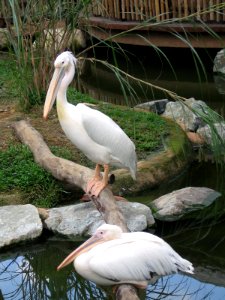 White Pelican, Pelecanus onocrotalus 5, JBP, Nov 06 photo