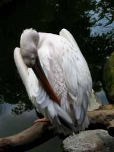 White Pelican, Pelecanus onocrotalus 4, JBP, Nov 06 photo