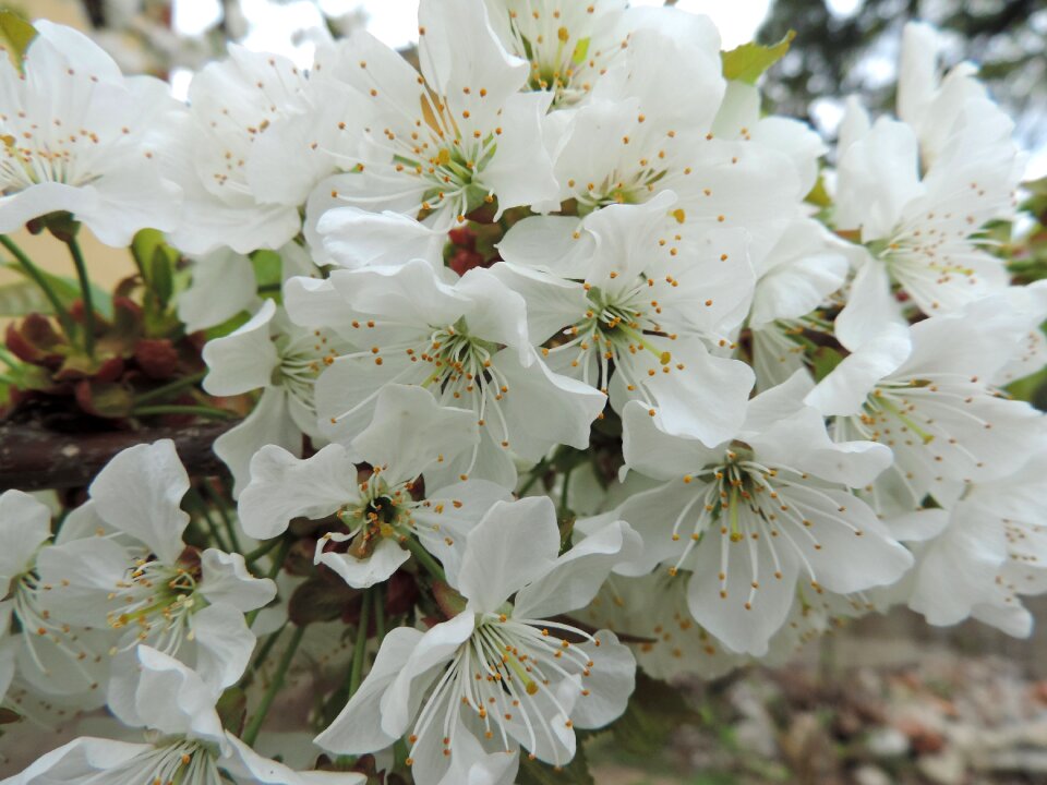 Tree cherry nature