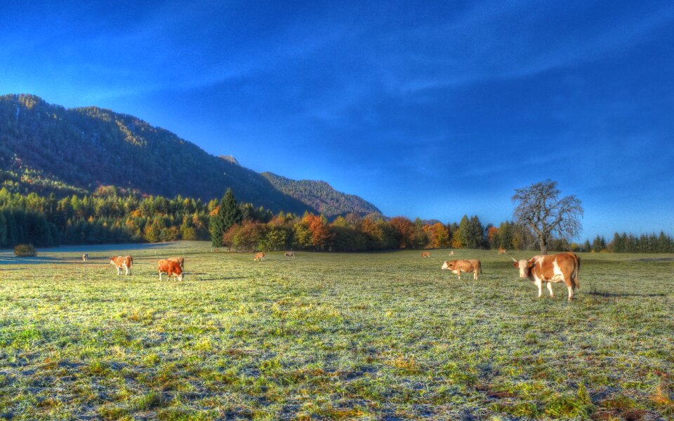 Grass travel mountain