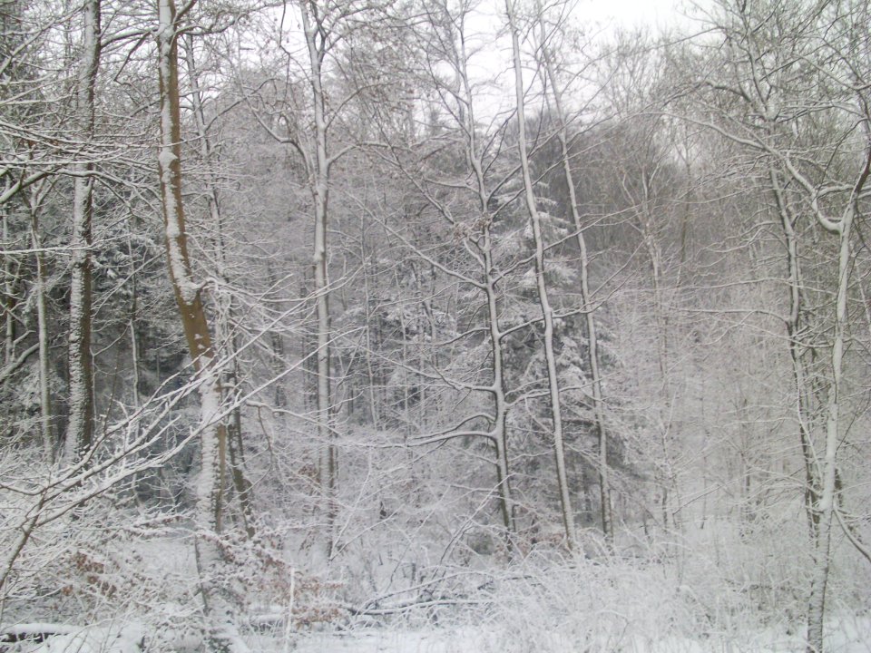 Winter im Kollunder Wald